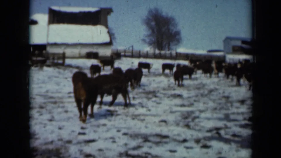Cattle move through a snowy Minnesota pasture in 1958, with a barn, fence line, and leafless tree visible behind the herd.