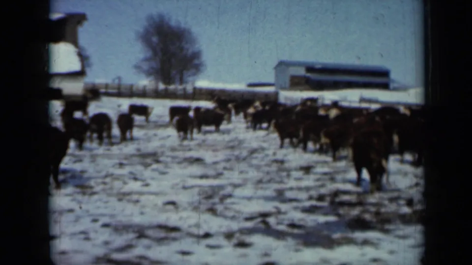 Snowy 1958 Minnesota farm view with cattle crossing the field, barn buildings, a fence line, and winter trees along the horizon.