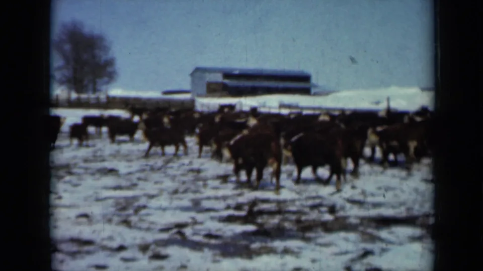 Cattle cluster in a snow-covered Minnesota field in 1958, with a long barn, fencing, bare trees, and pale winter sky in view.
