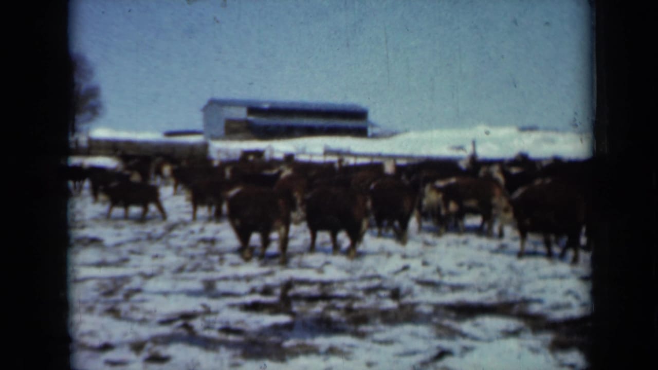 Cattle move across a snowy farm field with a long barn in the background.