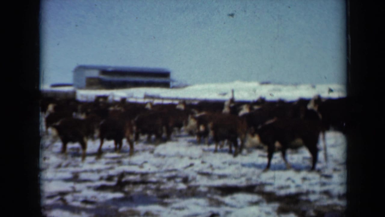 A herd of cattle mills on snowy ground near a fence and barn.