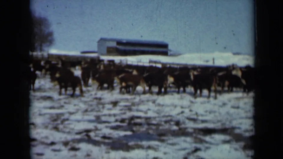 A dense line of cattle stands and walks through slush and snow on a 1958 Minnesota farm, with a barn visible beyond the fence.