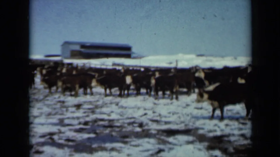 The herd bunches near a fence on a snowy 1958 Minnesota farm, while one cow stands close to the right edge of the 8mm frame.
