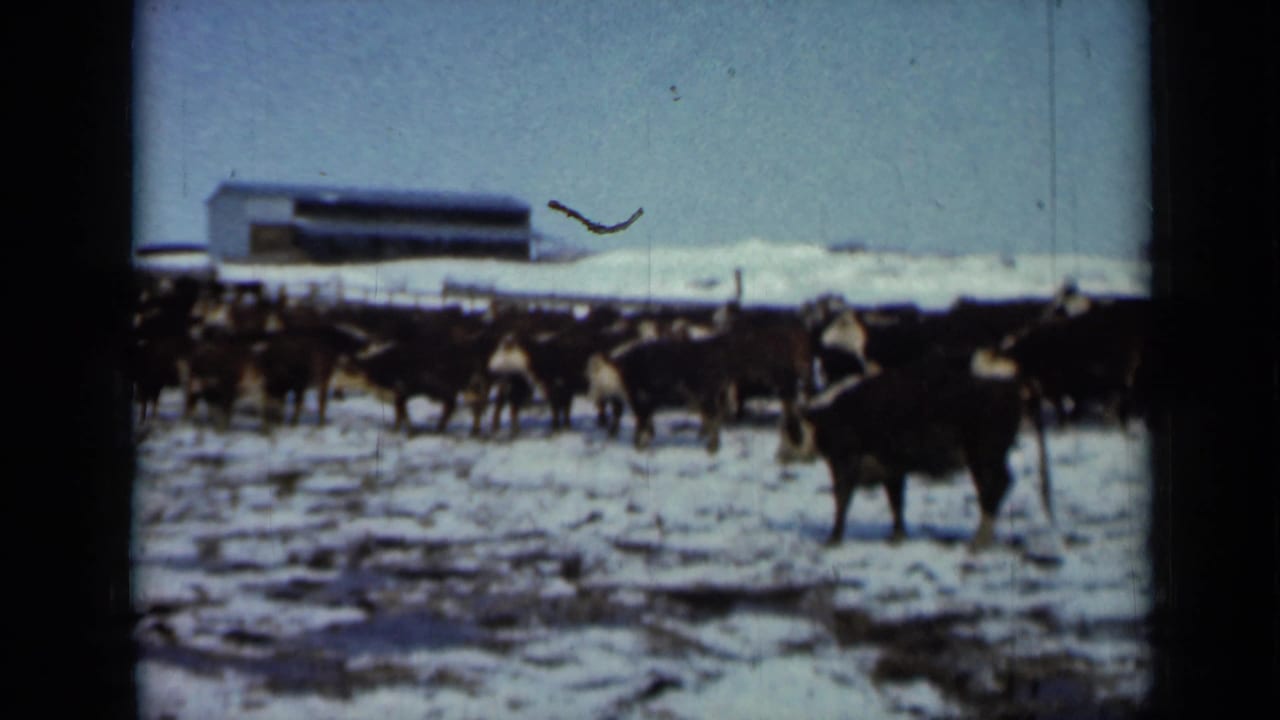 1958 Minnesota 8mm frame showing a herd of dark cattle in a snow-covered field near low farm buildings.