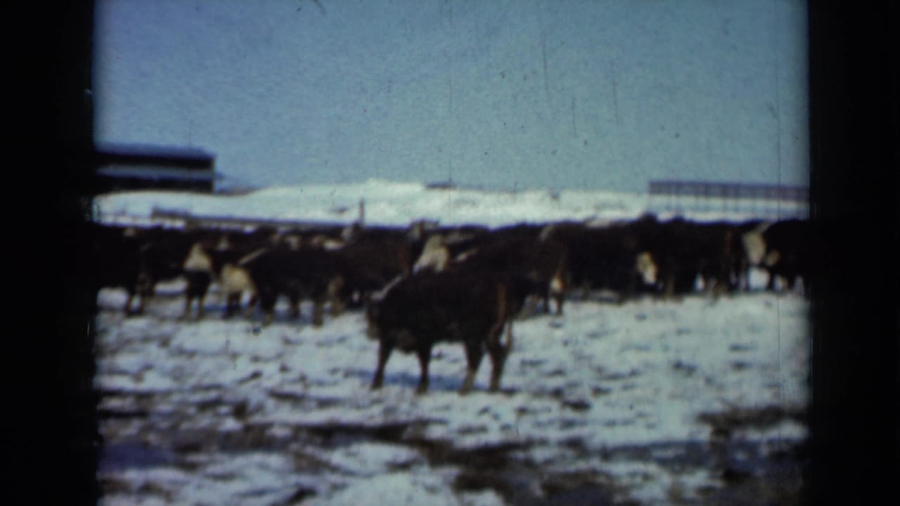 1958 Minnesota home-movie frame with dark cattle spread across a snowy farm field under a pale sky.