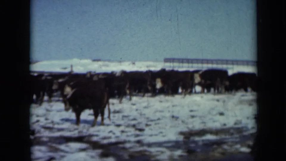 1958 Minnesota 8mm frame showing cattle in a snowy pasture with distant farm fencing or a long structure behind them.