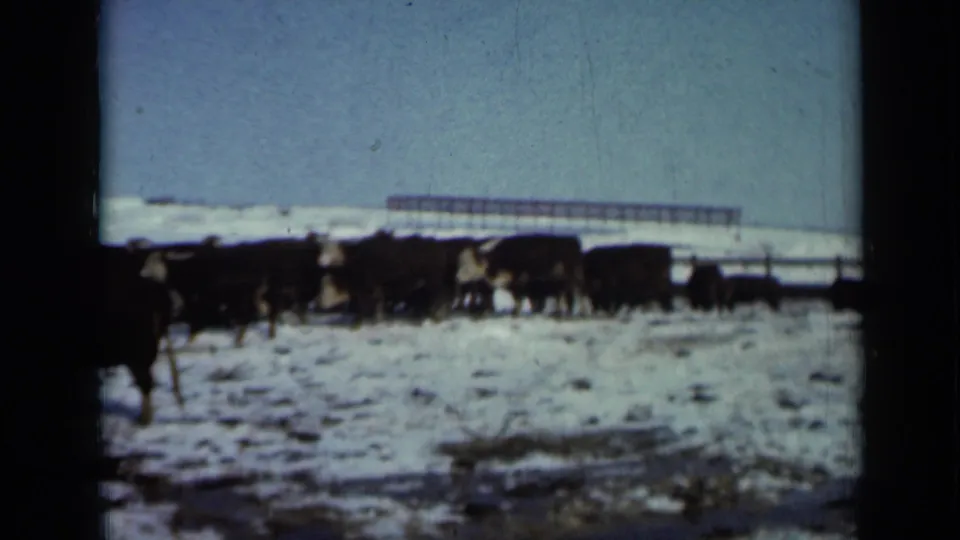1958 Minnesota home-movie frame of cattle grouped in a snowy field, with a long distant farm structure under a pale sky.