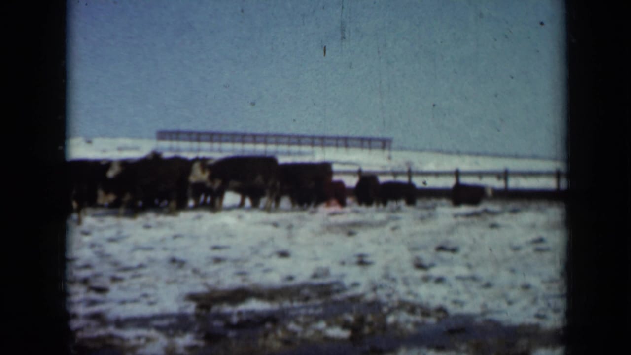 Snowy pasture with dark livestock near a long fence under a pale sky.