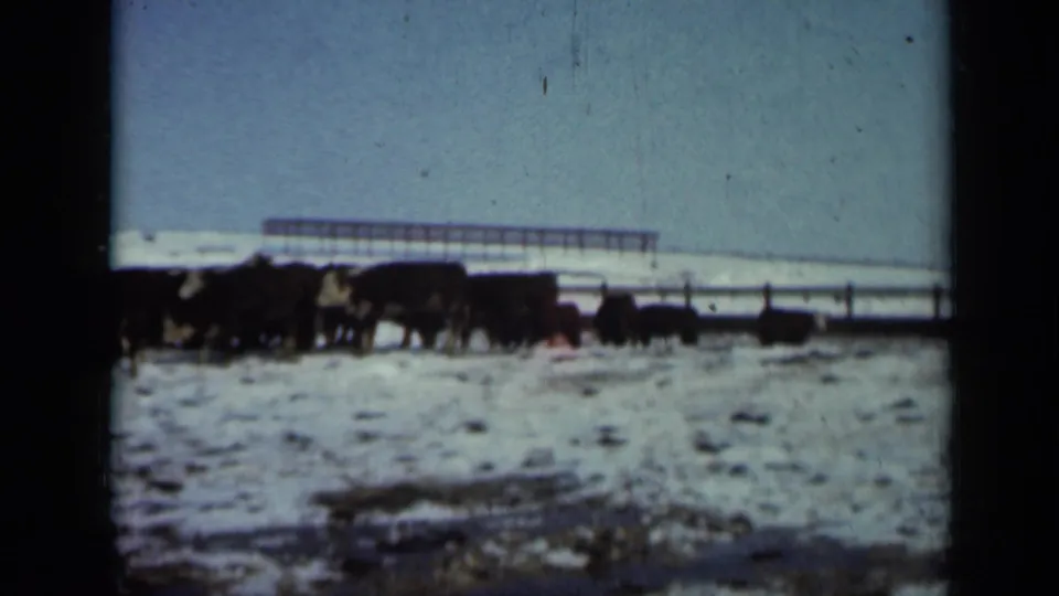 1958 Minnesota 8mm frame showing dark livestock grouped in a snow-covered pasture beside a long fence.