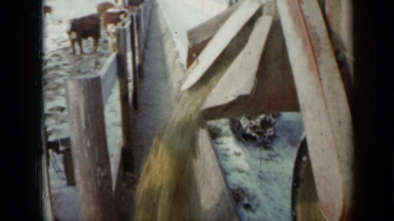 1958 Minnesota farm frame with feed spilling from a chute or truck side into a trough as cattle wait in a snow-covered pen.
