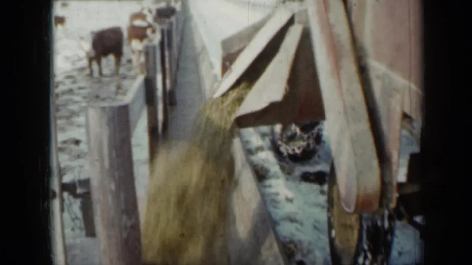1958 Minnesota home-movie view of feed pouring into a farm trough while cattle stand along a snow-covered pen fence.