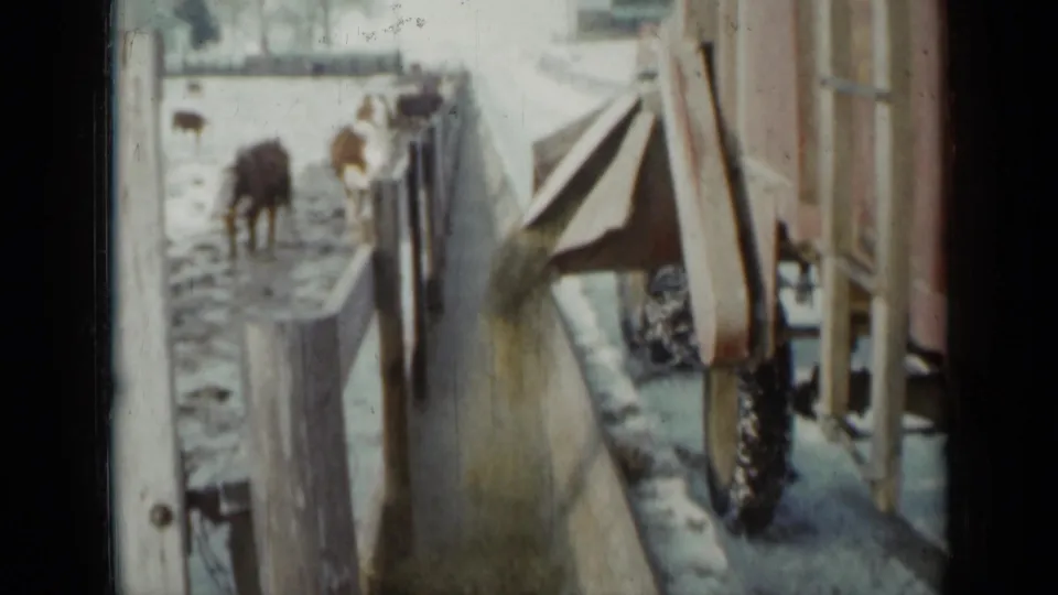 1958 Minnesota winter farm frame showing a feed chute beside a trough, with cattle gathered near fencing in a snowy enclosure.