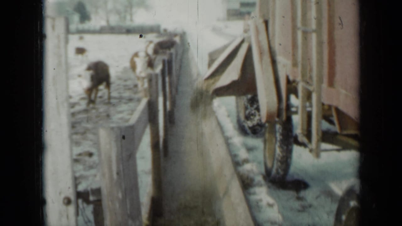 1958 Minnesota farm footage showing cattle near a snowy fence as a feed wagon moves along the paddock.