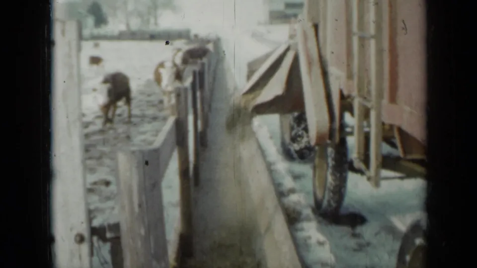 1958 Minnesota farm footage showing cattle near a snowy fence as a feed wagon moves along the paddock.