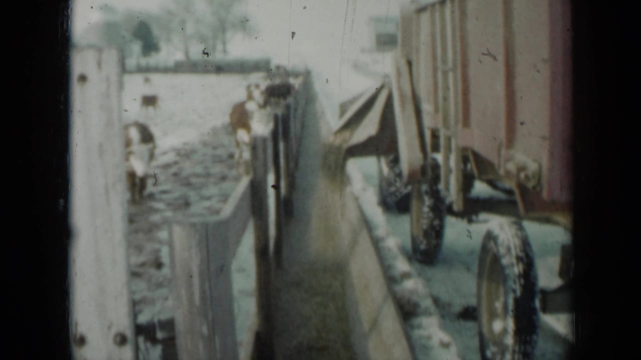 Close 8mm view of a wagon beside a wooden fence with cattle feeding in a snowy Minnesota paddock.