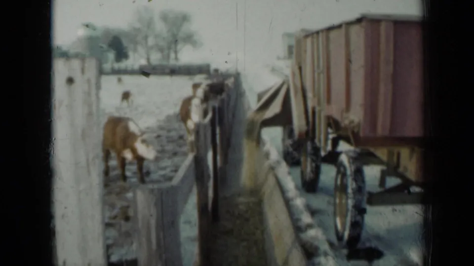 A cow approaches the fence while the feed wagon travels beside the snowy cattle line in 1958 Minnesota footage.