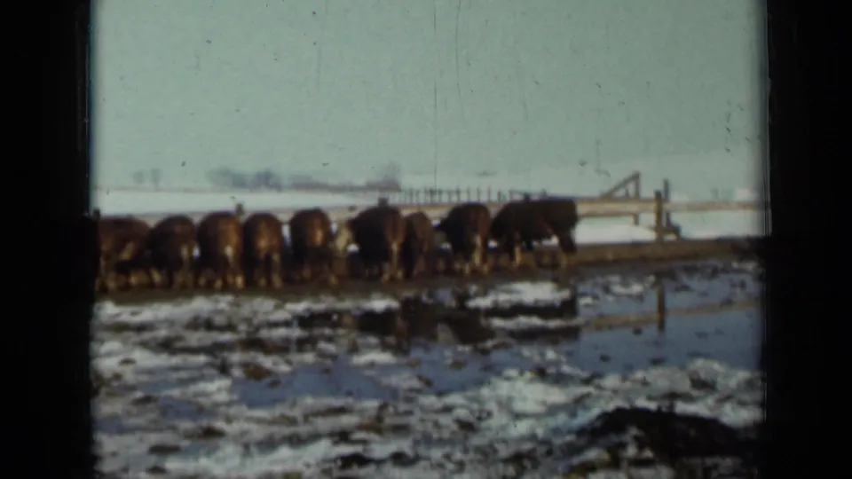 Wide home-movie view of cattle lined along a snowy fence during winter feeding in Minnesota.