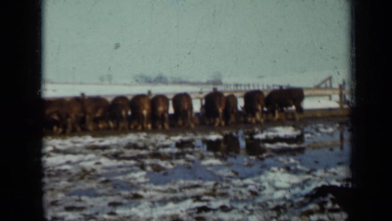 Cattle stand in a snowy pasture along a fence or trough.