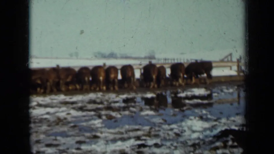 A line of cattle feeds in a snowy Minnesota pasture in 1958 home-movie footage, with a pale sky and distant treeline.