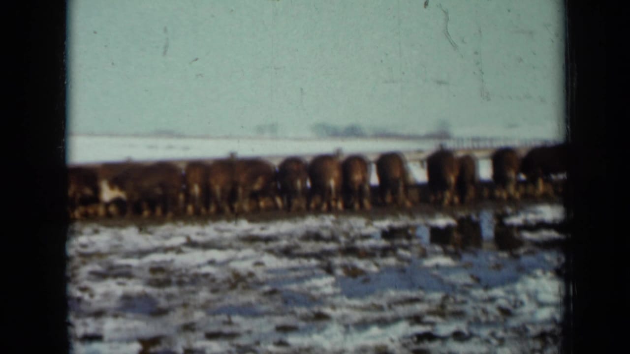 Cattle remain lined up at a trough or fence in rural Minnesota, with winter snow patches and distant trees visible beyond them.