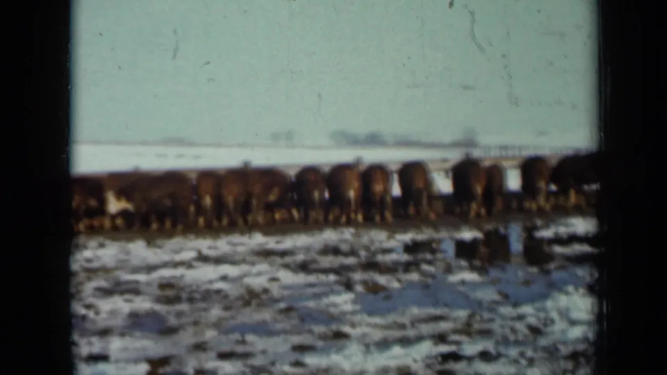 Cattle remain lined up at a trough or fence in rural Minnesota, with winter snow patches and distant trees visible beyond them.