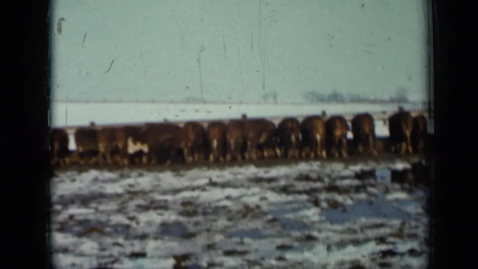 The 1958 Minnesota 8mm frame shows beef cattle feeding shoulder to shoulder in a winter pasture with open sky behind them.