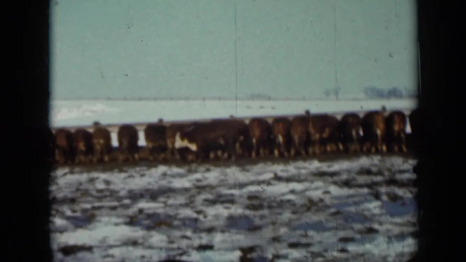 A wide home-movie view captures the cattle line in a snowy Minnesota pasture, with soft focus and visible 8mm film wear.