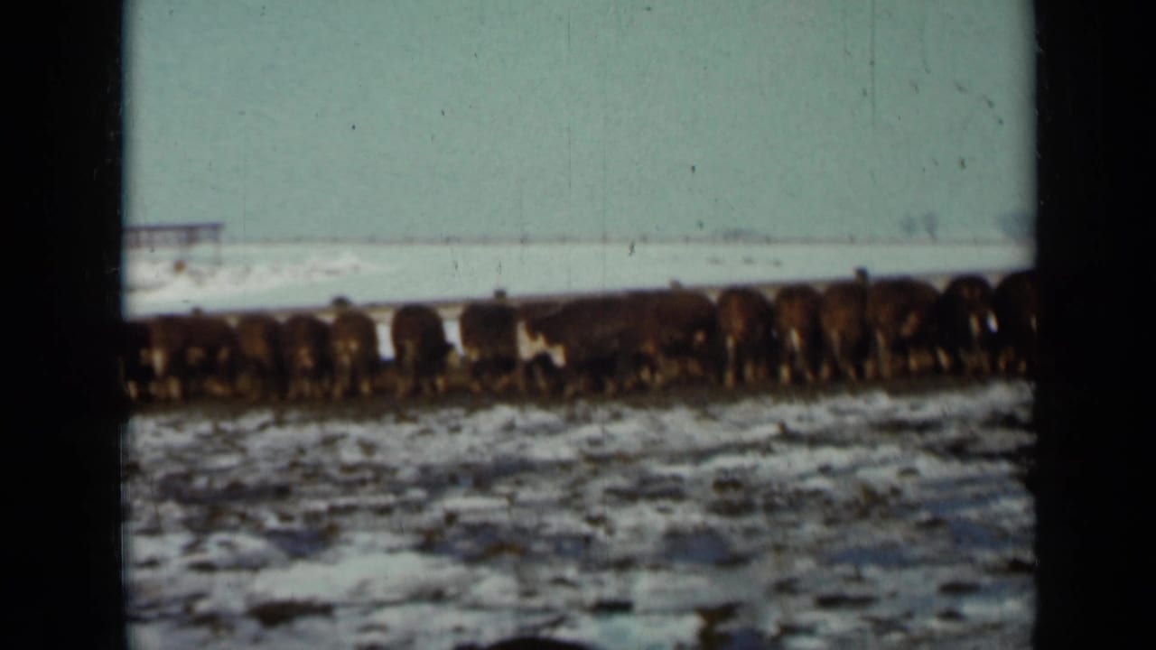 Cows standing in a snowy pasture with a pale sky and distant structure.