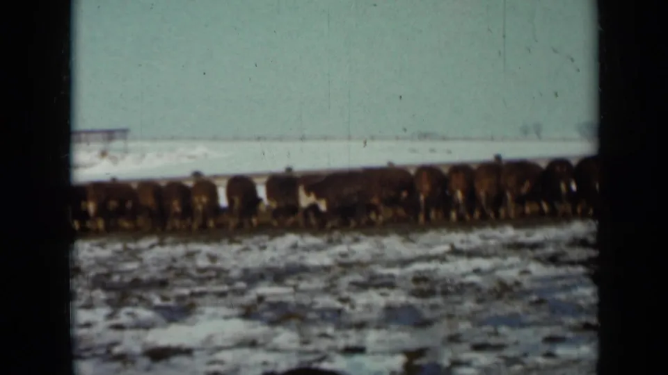 1958 Minnesota 8mm frame showing cattle lined across a snow-covered pasture with a low structure in the background.