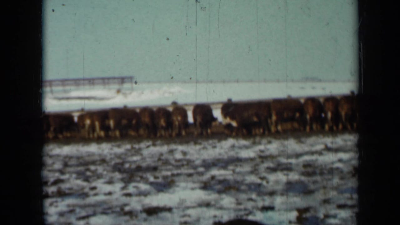 Line of cows in a snowy field with dark 8mm frame borders.