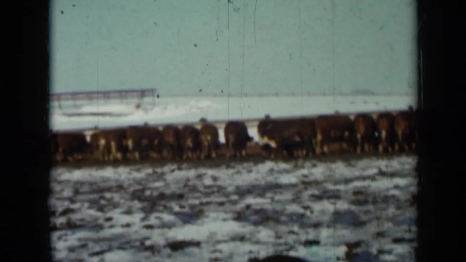 1958 Minnesota home-movie frame of cattle clustered along a snowy pasture, with dark 8mm borders and a distant farm structure.