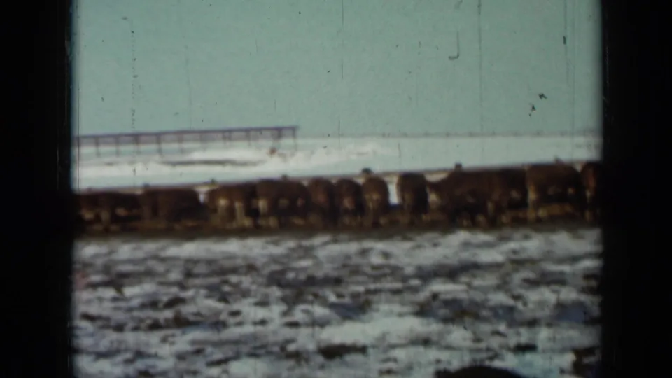1958 Minnesota 8mm frame with cattle grouped across a snow-covered pasture and a low background structure softened by film grain.