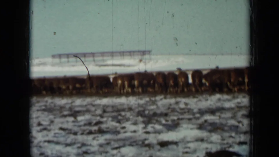 1958 Minnesota home-movie frame showing cattle across a snowy pasture, pale sky, distant structure, and visible film scratches.