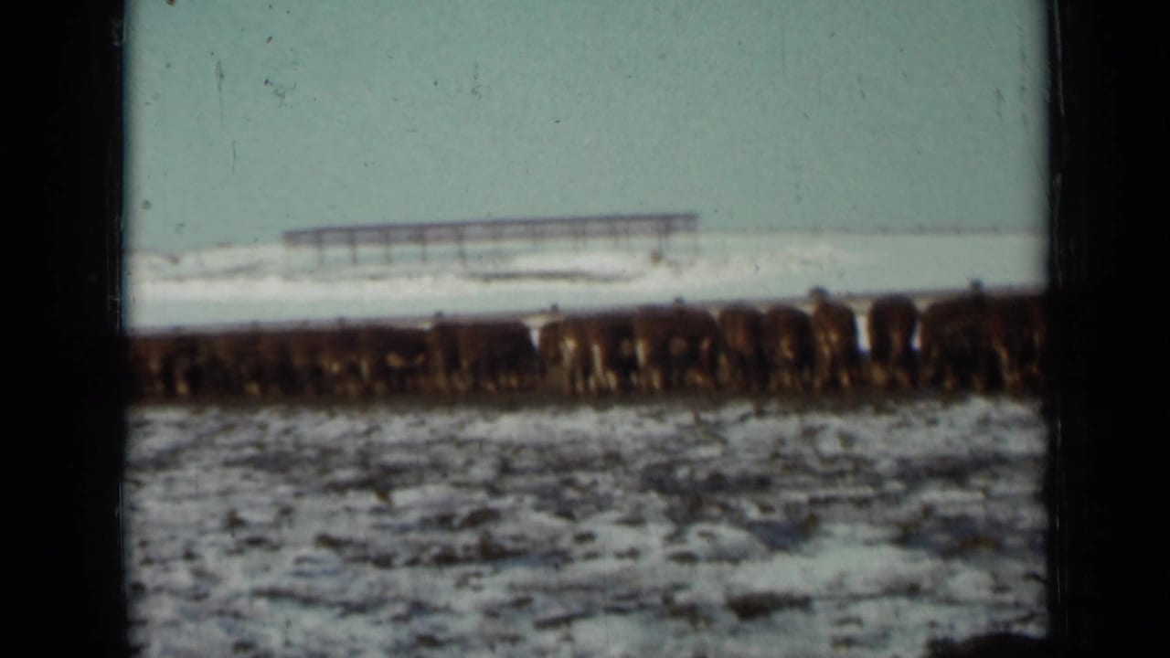 Herd of dark cattle gathered across a snowy farm field with fencing and low structures in the distance.