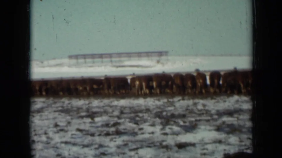 1958 Minnesota farm scene showing cattle spread across a snow-covered field, with distant fencing and low farm buildings under a pale sky.