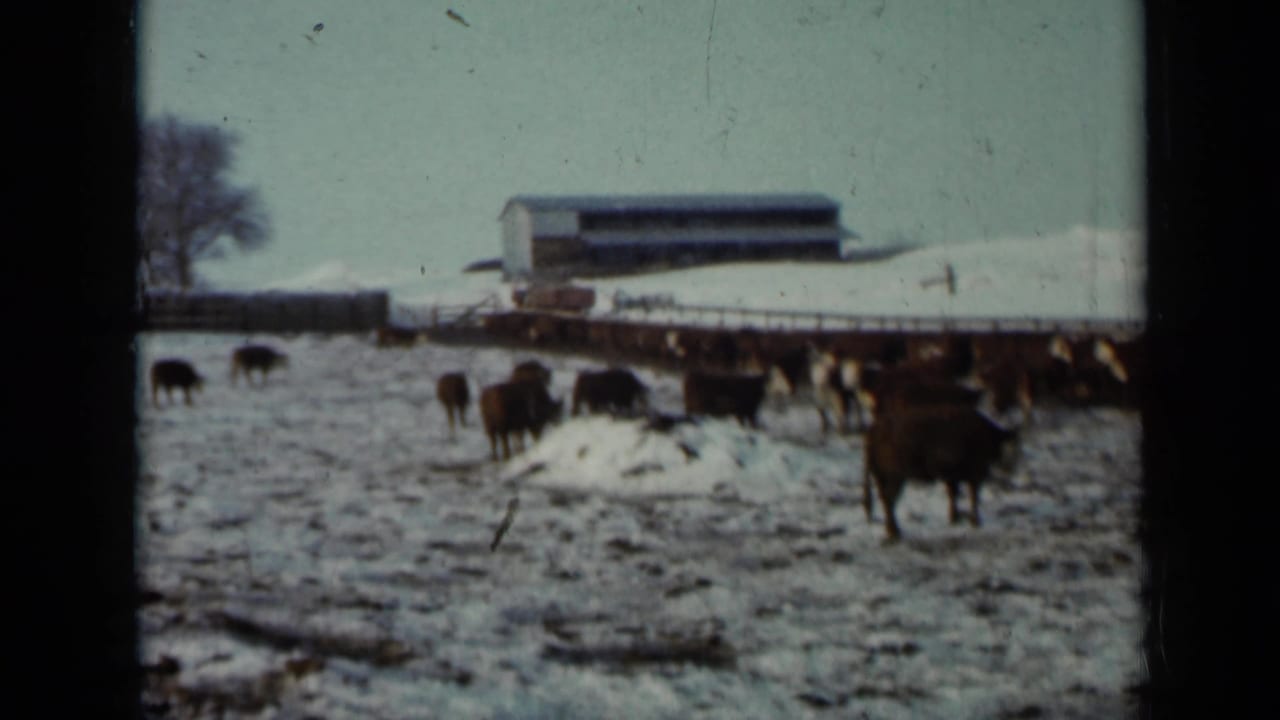 1958 Minnesota winter farm view with cattle near a long feed line, patchy snow, and a low barn or shed in the background.