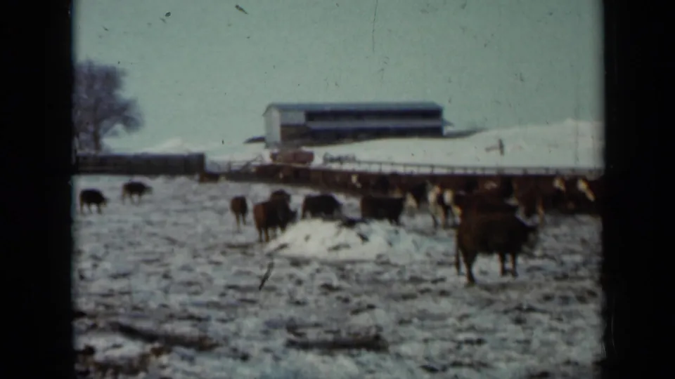 1958 Minnesota winter farm view with cattle near a long feed line, patchy snow, and a low barn or shed in the background.