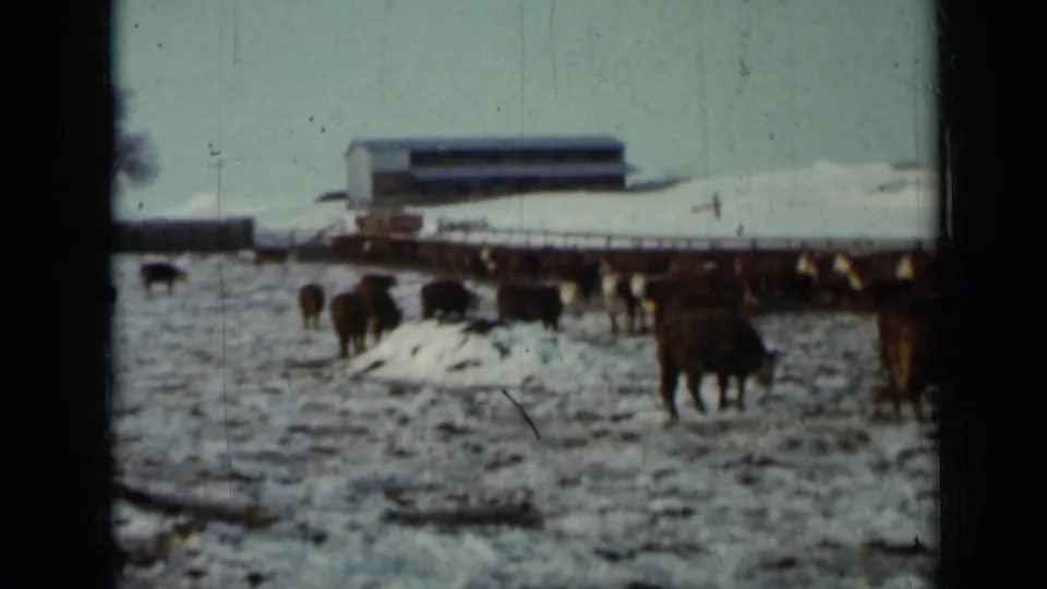 1958 Minnesota home-movie frame of cattle in a snowy field beside a long feed structure, with a low farm building beyond.