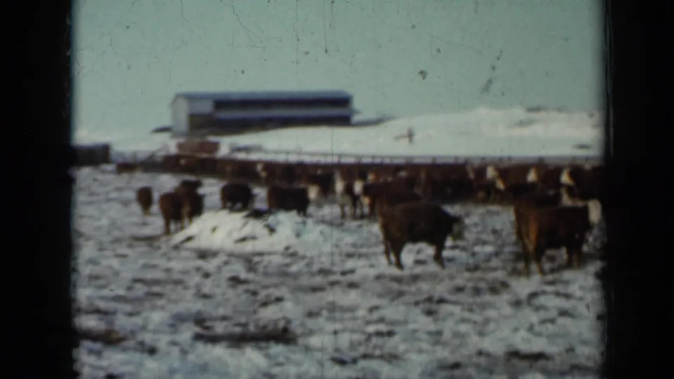 1958 Minnesota farm footage showing cattle scattered across a snowy field, with a long feed structure and low barn in the background.