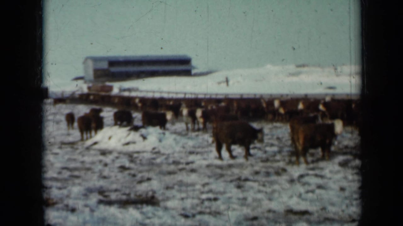 Brown cattle stand in a snowy feedlot with a low building in the background.