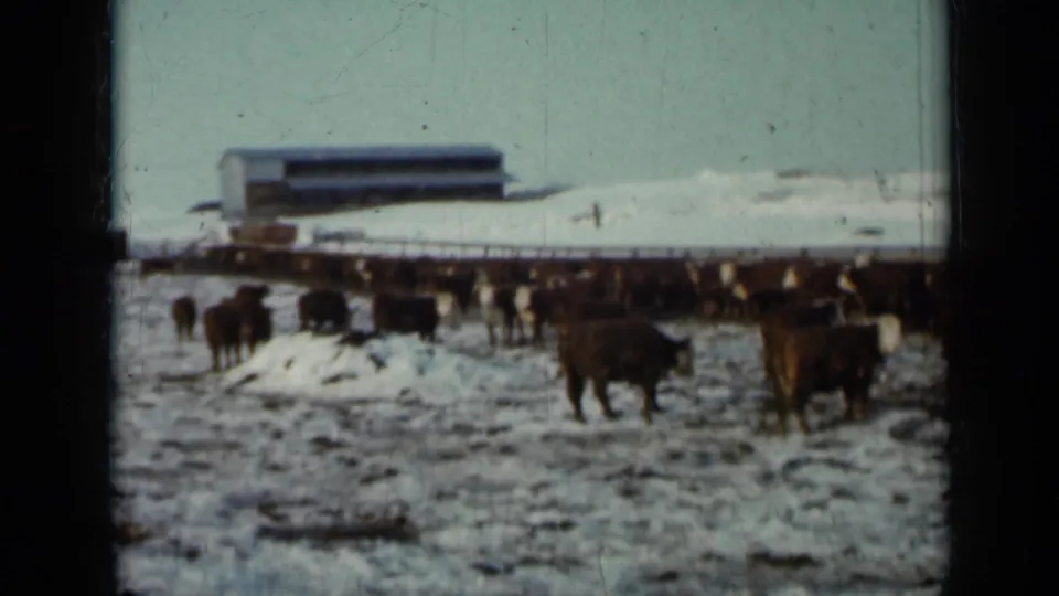 1958 Minnesota 8mm frame showing brown cattle gathered on snow-covered feedlot ground near a long low farm building.