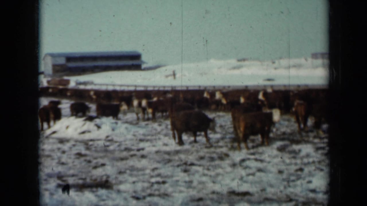 Cattle in a snowy Minnesota feedlot appear scattered across the frame, with a low building and pale winter sky behind them.