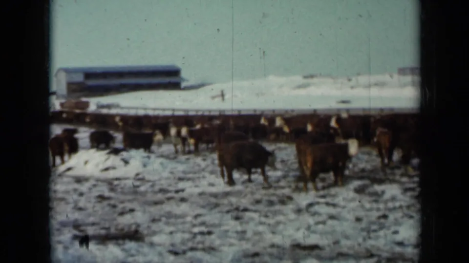 Cattle in a snowy Minnesota feedlot appear scattered across the frame, with a low building and pale winter sky behind them.