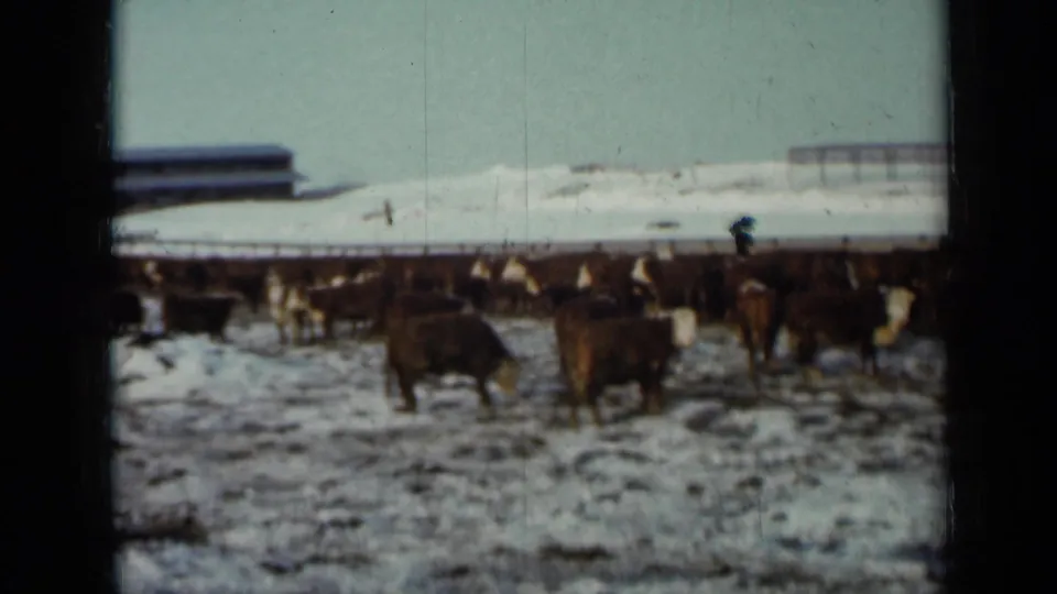Brown cattle stand in the foreground and middle distance of a snowy 1958 Minnesota farm feedlot, with low buildings beyond.