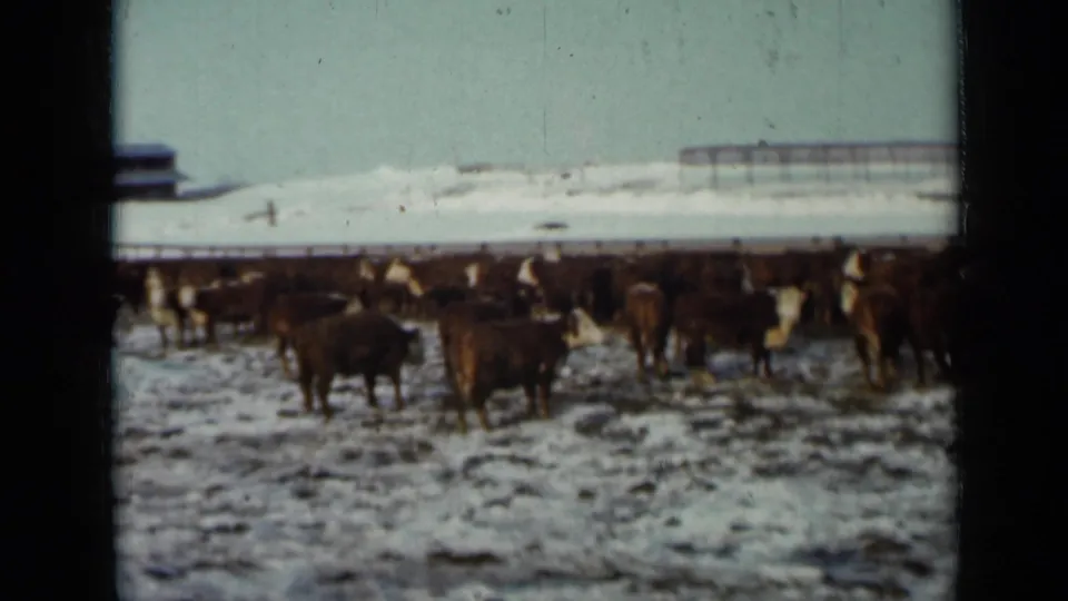 The final frame shows cattle spread through a snow-covered Minnesota feedlot, with low farm structures in the distance.