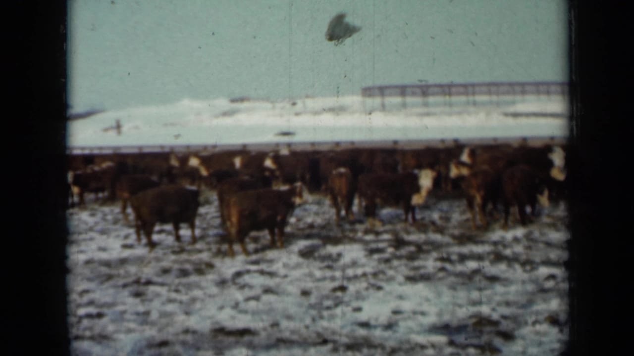 1958 Minnesota 8mm frame showing brown and white cattle gathered in a snowy pasture with a low farm structure beyond them.