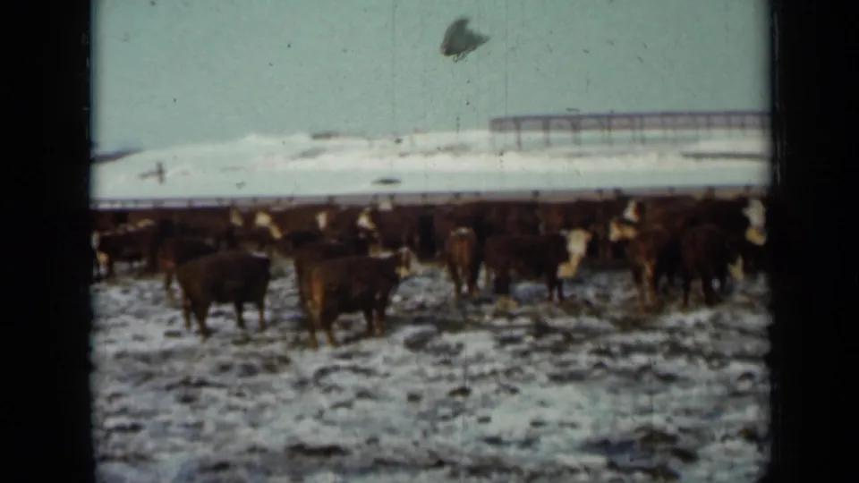 1958 Minnesota 8mm frame showing brown and white cattle gathered in a snowy pasture with a low farm structure beyond them.
