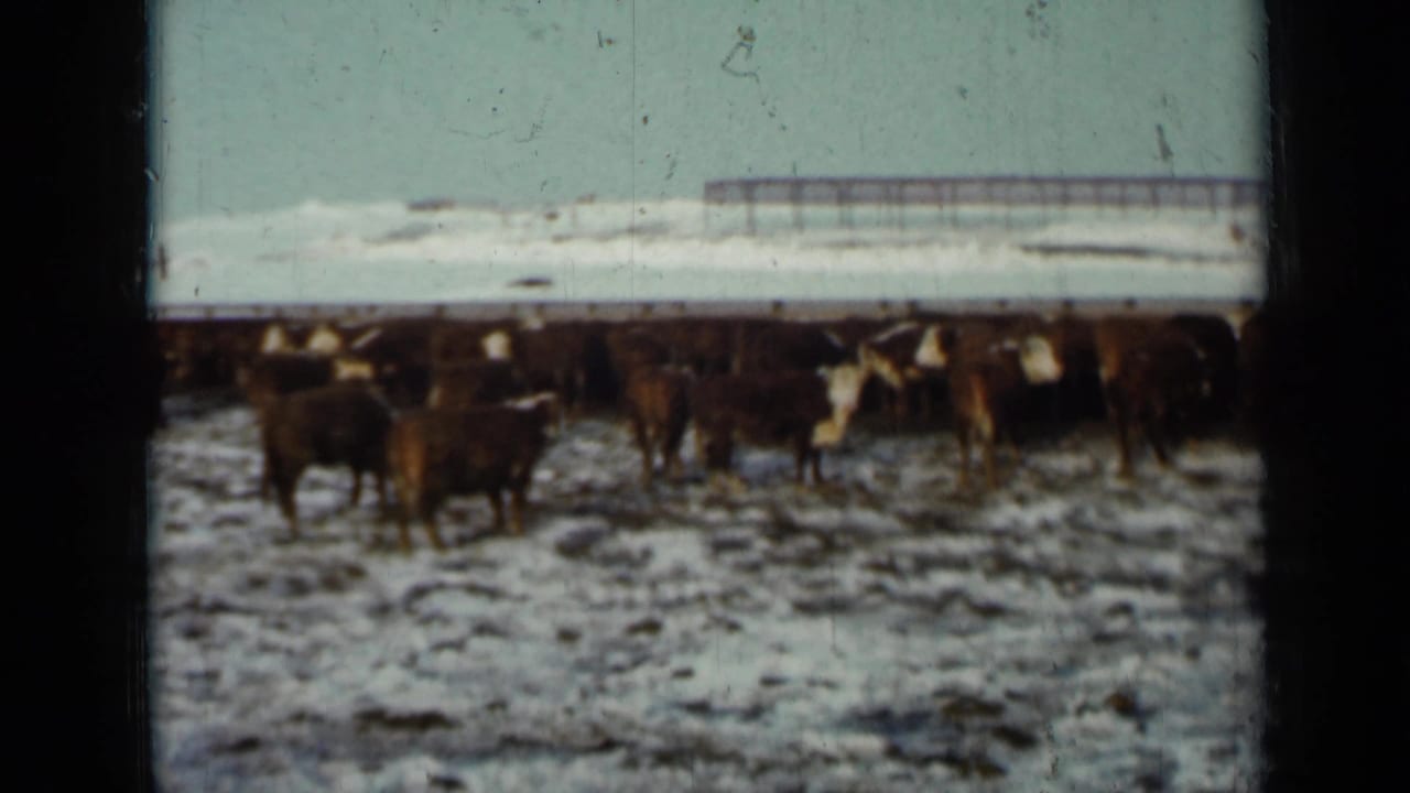 A herd of cattle stands across a snowy field beneath a pale sky.