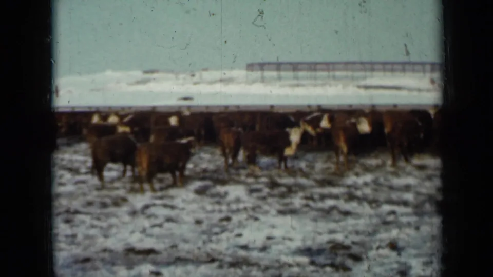 1958 Minnesota home-movie frame with cattle spread across a snow-covered pasture and a long structure behind the herd.