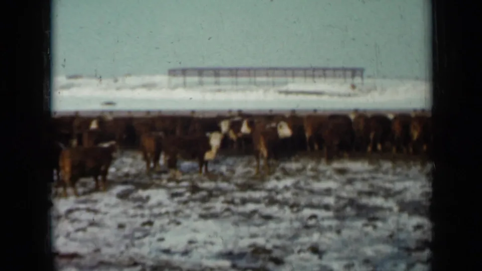 1958 Minnesota 8mm frame showing cattle along a snowy pasture, with a long low structure and winter sky in the distance.
